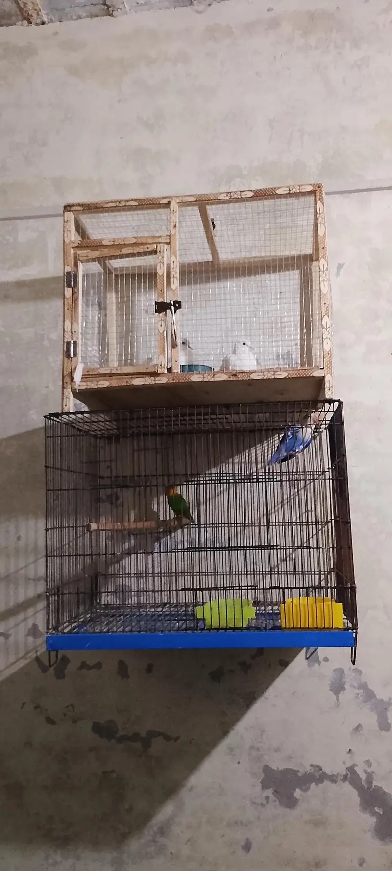 New cages — photo 2
