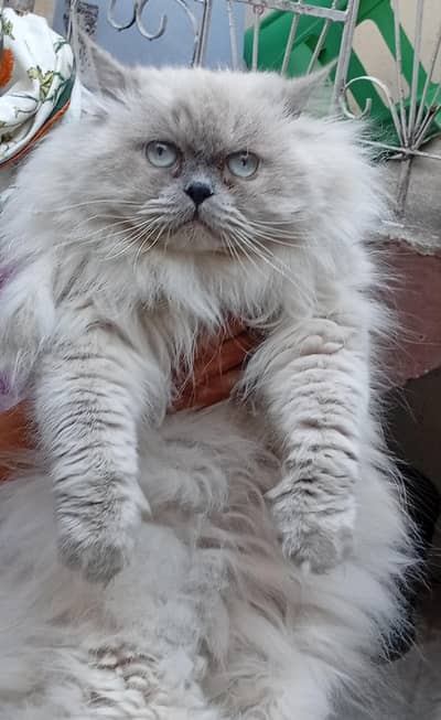 Himalayan Persian cats for sale in sadiqabad Rawalpindi urgent sale