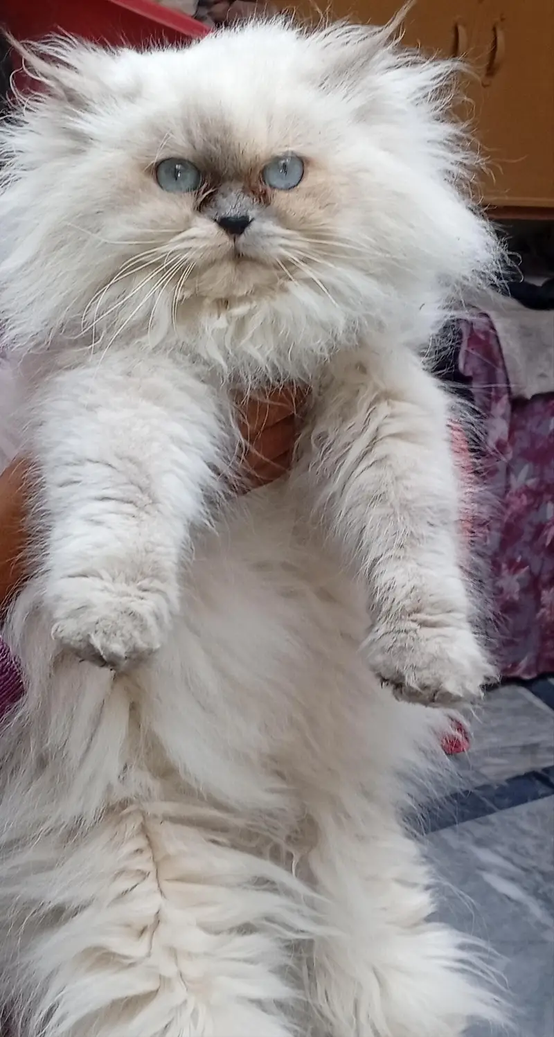 Himalayan Persian cats for sale in sadiqabad Rawalpindi urgent sale — photo 2
