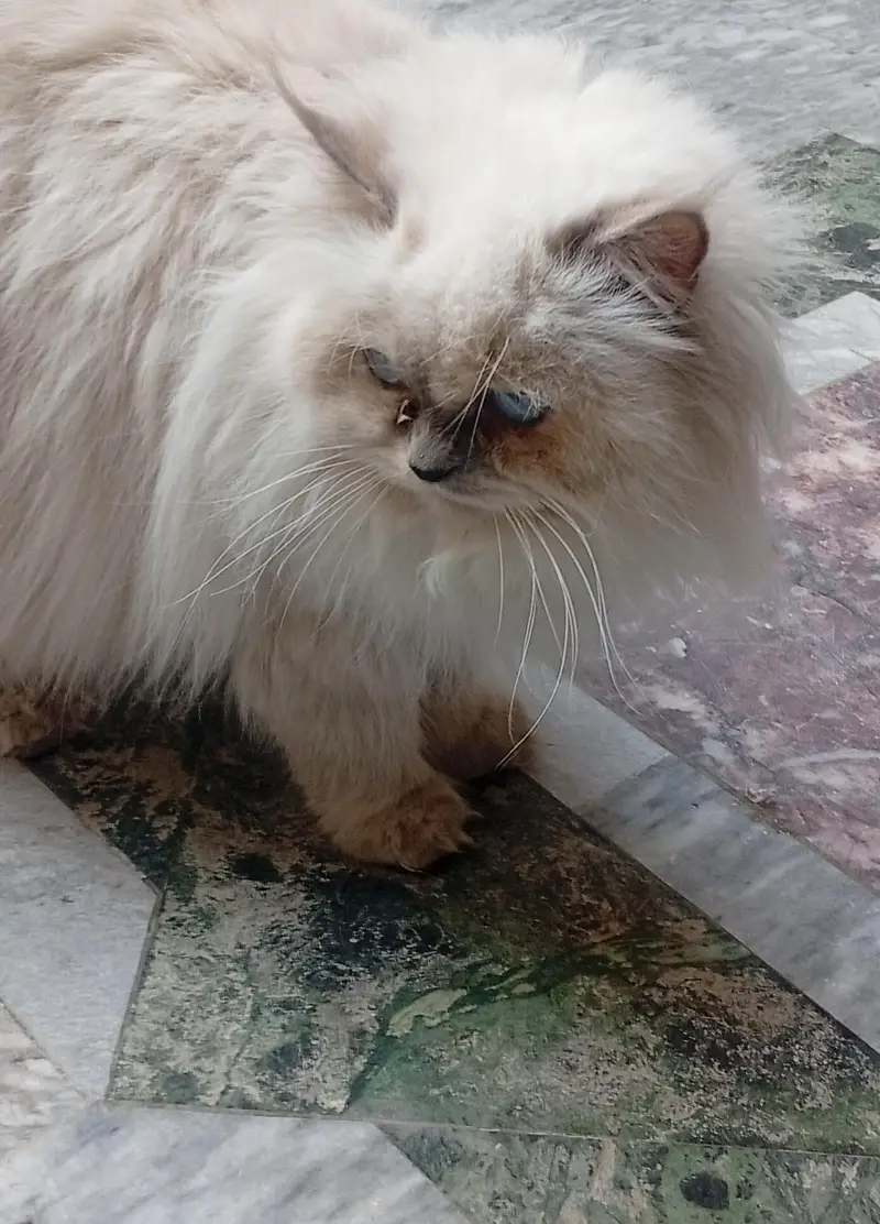 Himalayan Persian cats for sale in sadiqabad Rawalpindi urgent sale — photo 3