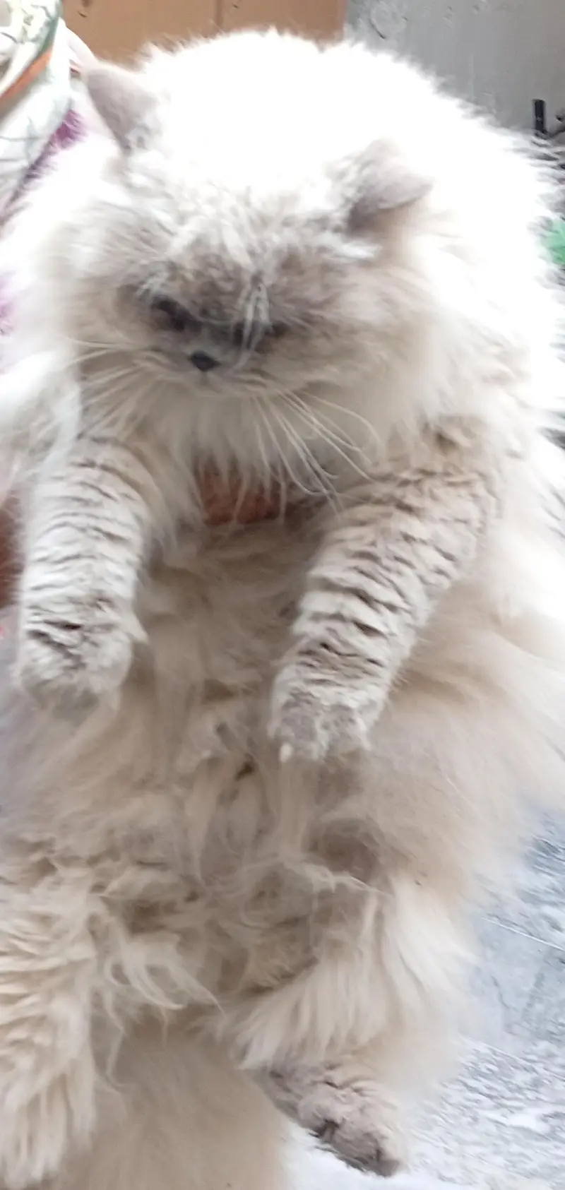Himalayan Persian cats for sale in sadiqabad Rawalpindi urgent sale — photo 4