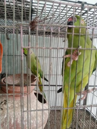 cocktail fressh breeder