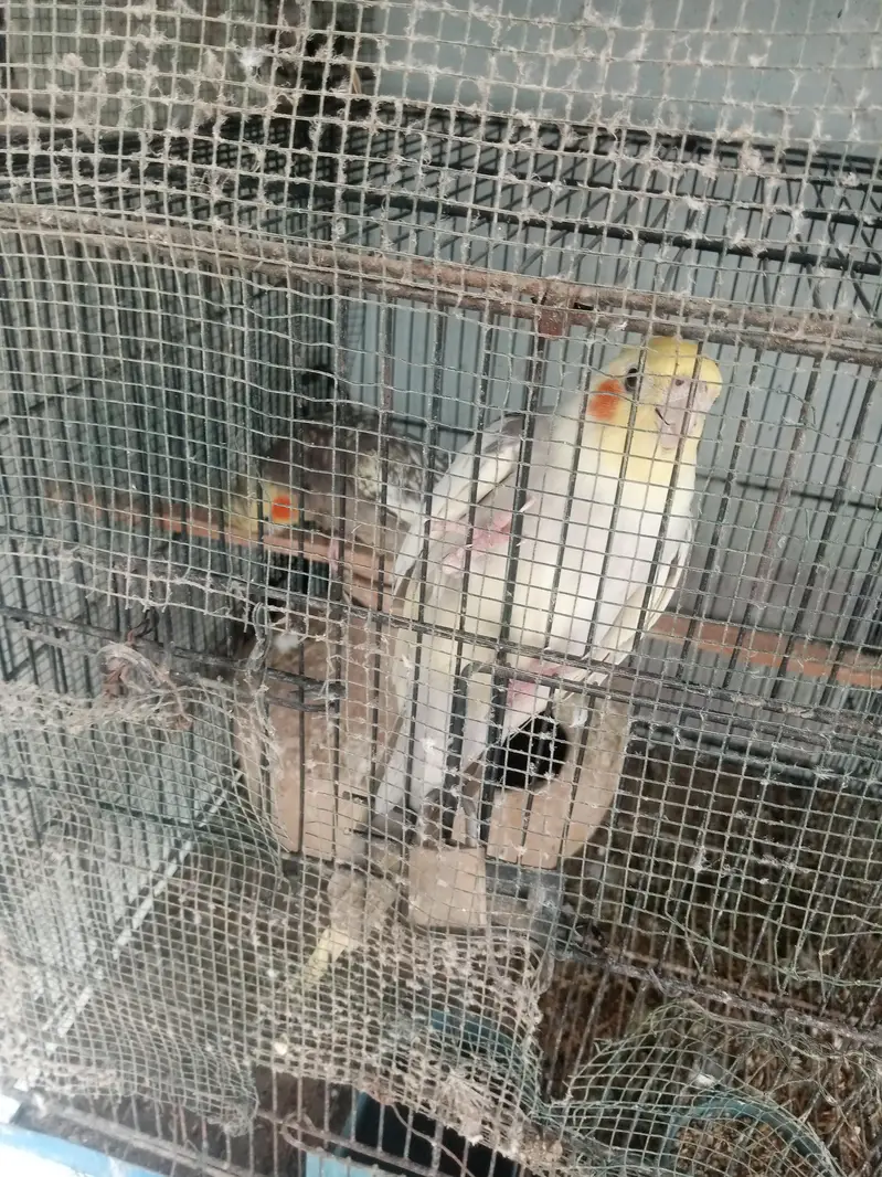 cocktail fressh breeder — photo 3