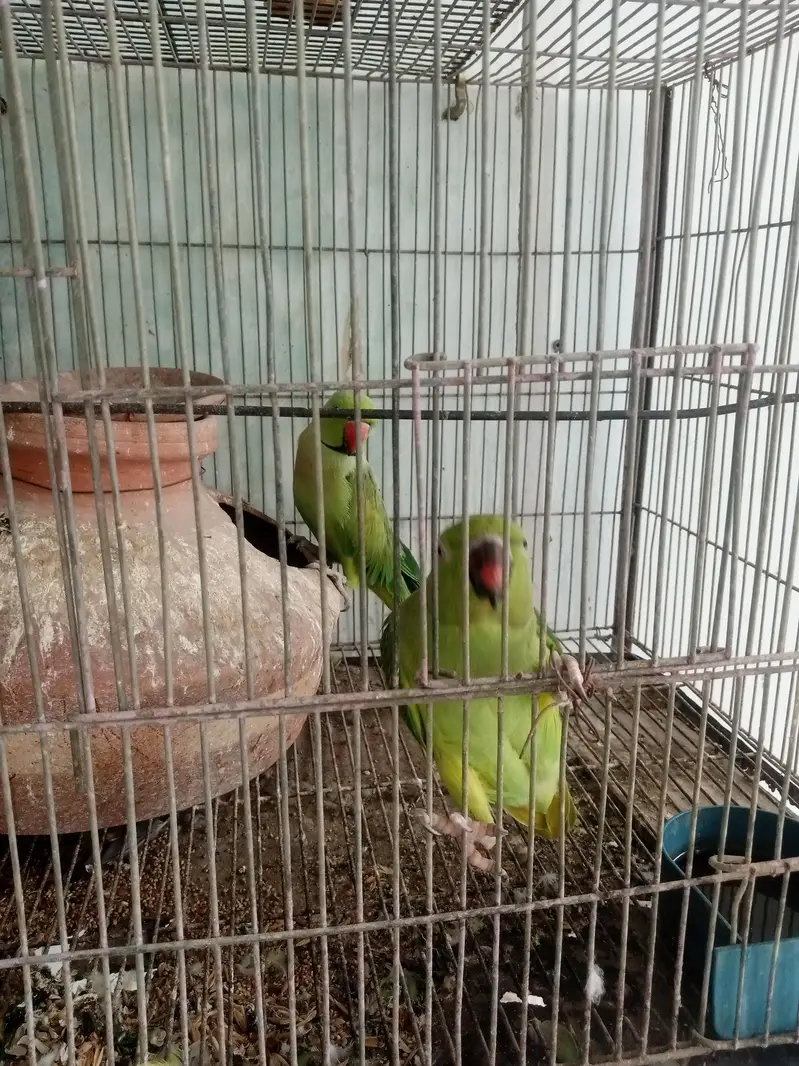cocktail fressh breeder — photo 4