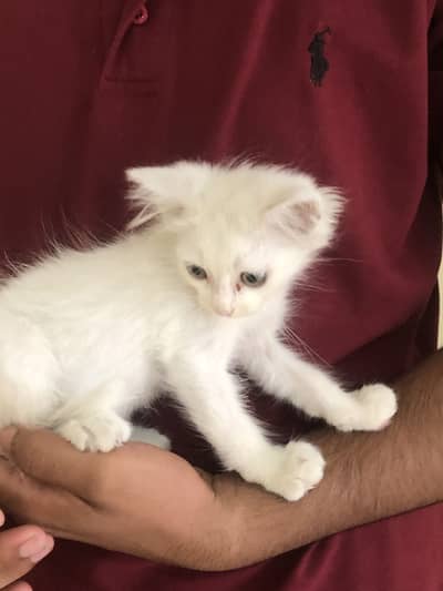 2 Months kitten