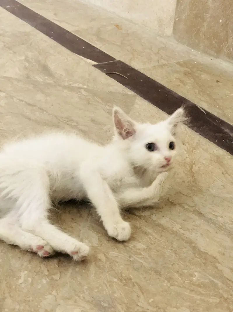 2 Months kitten — photo 2