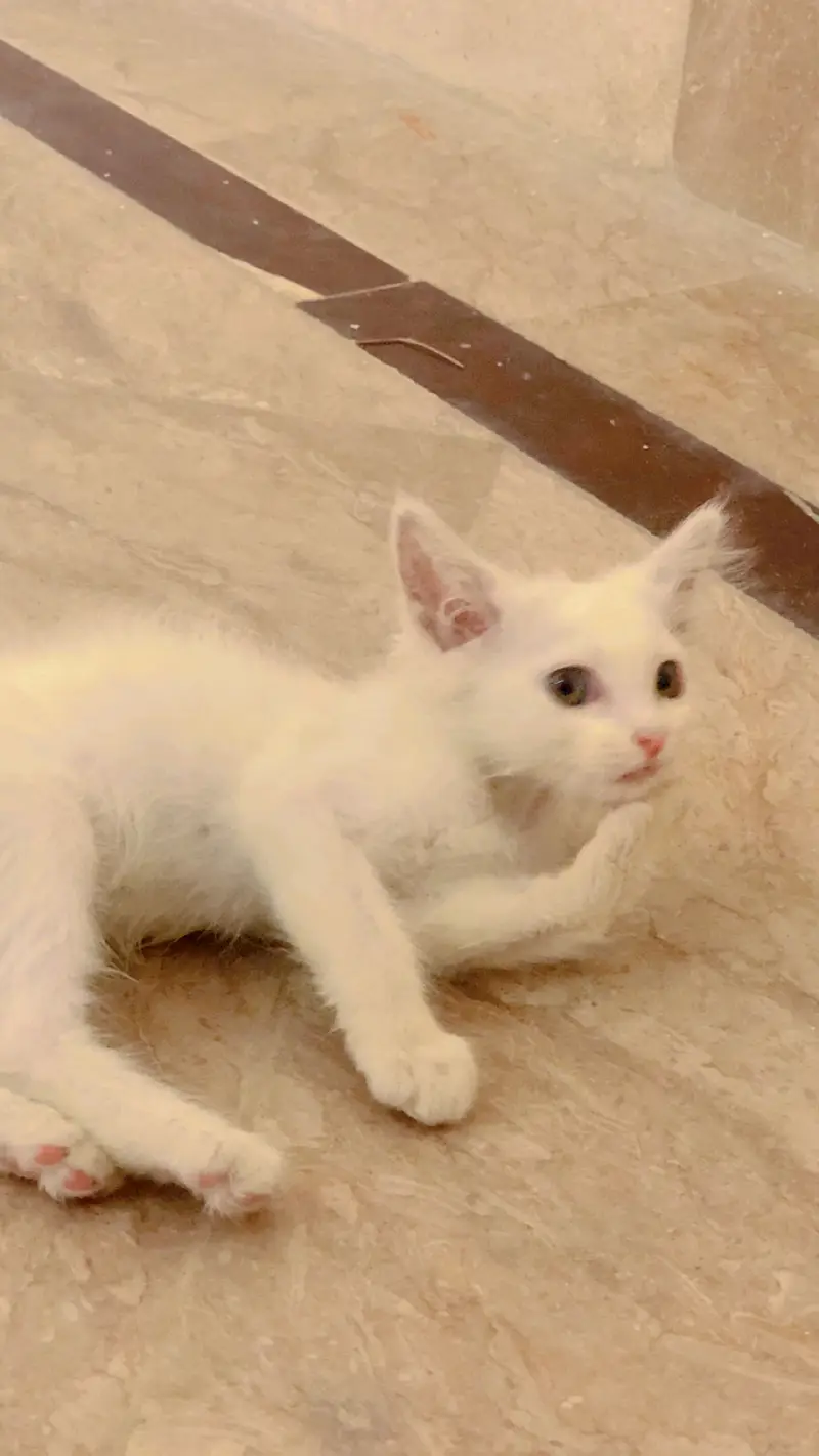2 Months kitten — photo 3