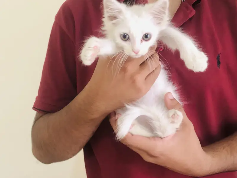2 Months kitten — photo 4