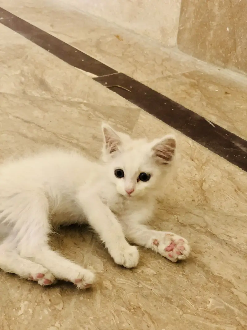 2 Months kitten — photo 5