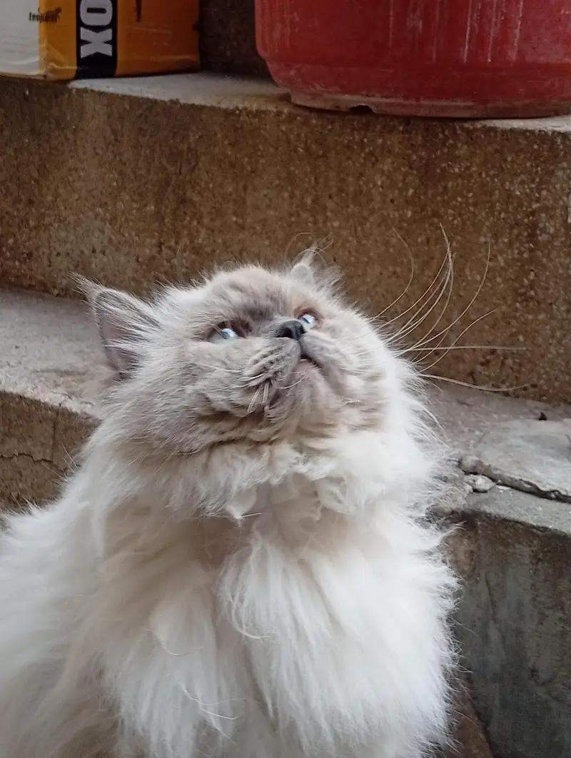 Himalayan Persian cats for sale in sadiqabad Rawalpindi urgent sale — photo 5