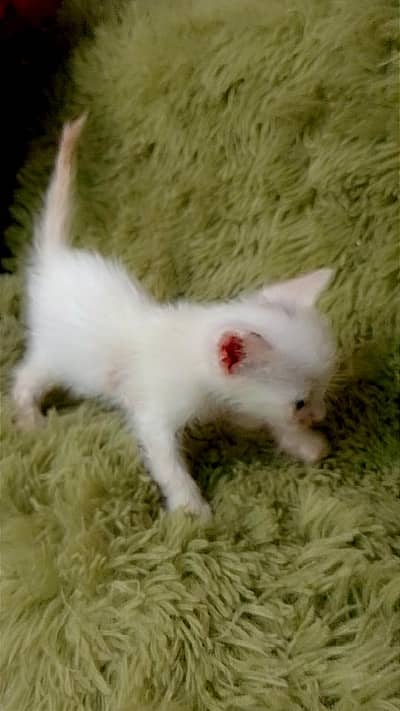 kitten for sale