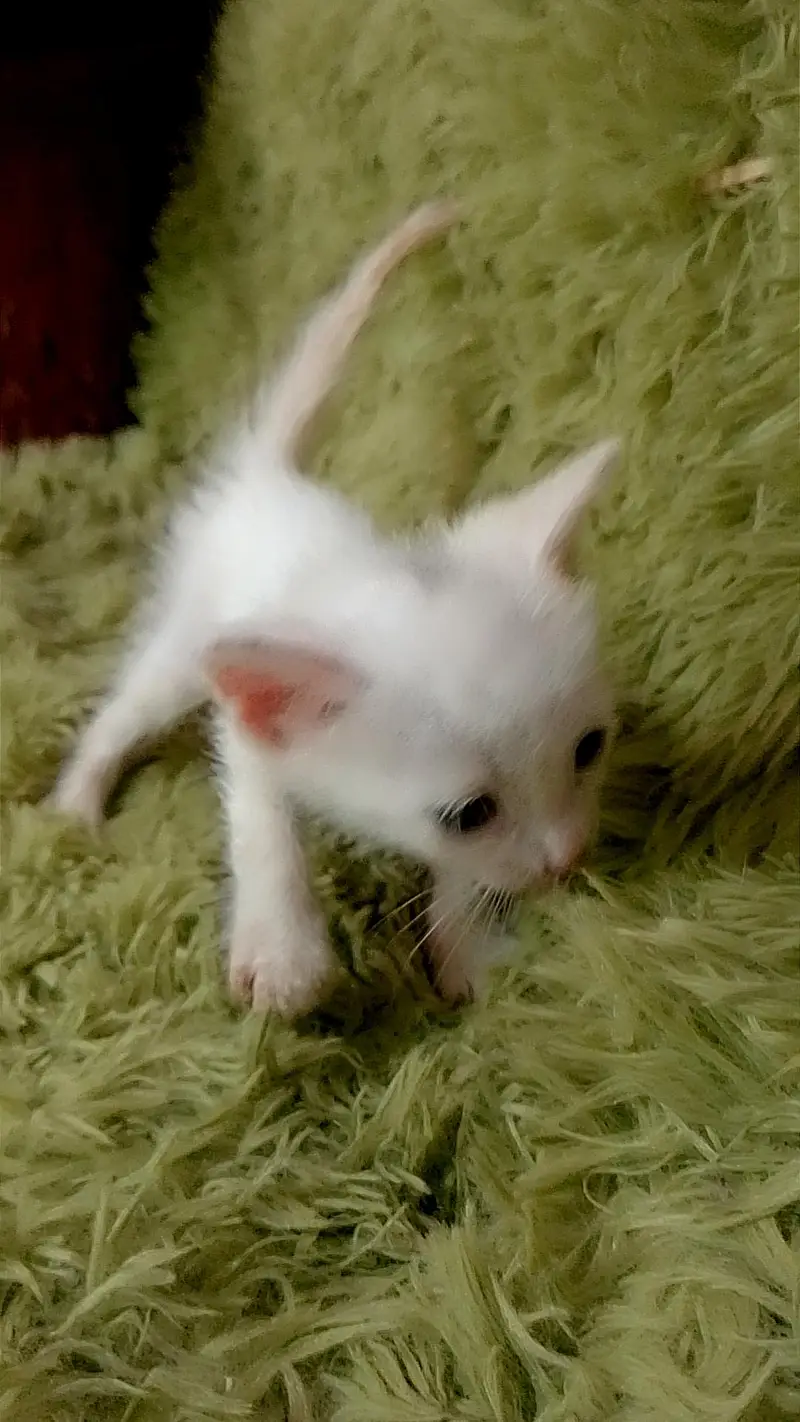 kitten for sale — photo 2
