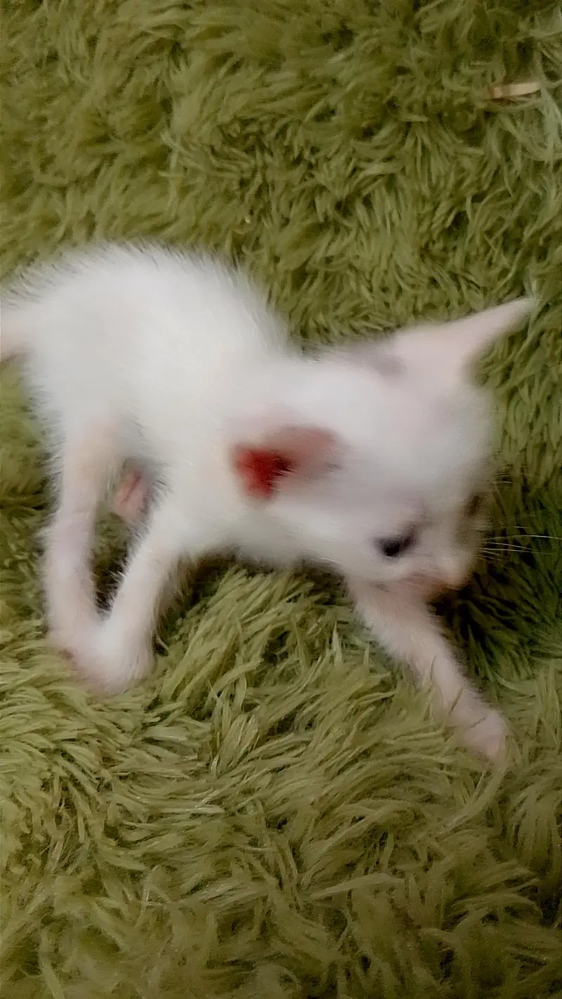 kitten for sale — photo 3