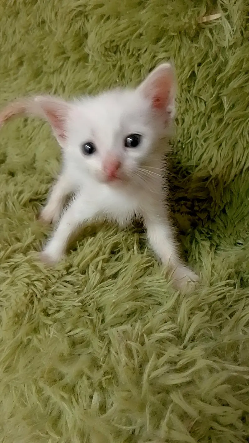 kitten for sale — photo 4