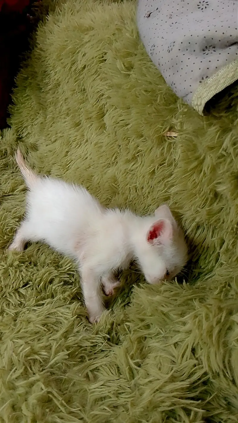kitten for sale — photo 5