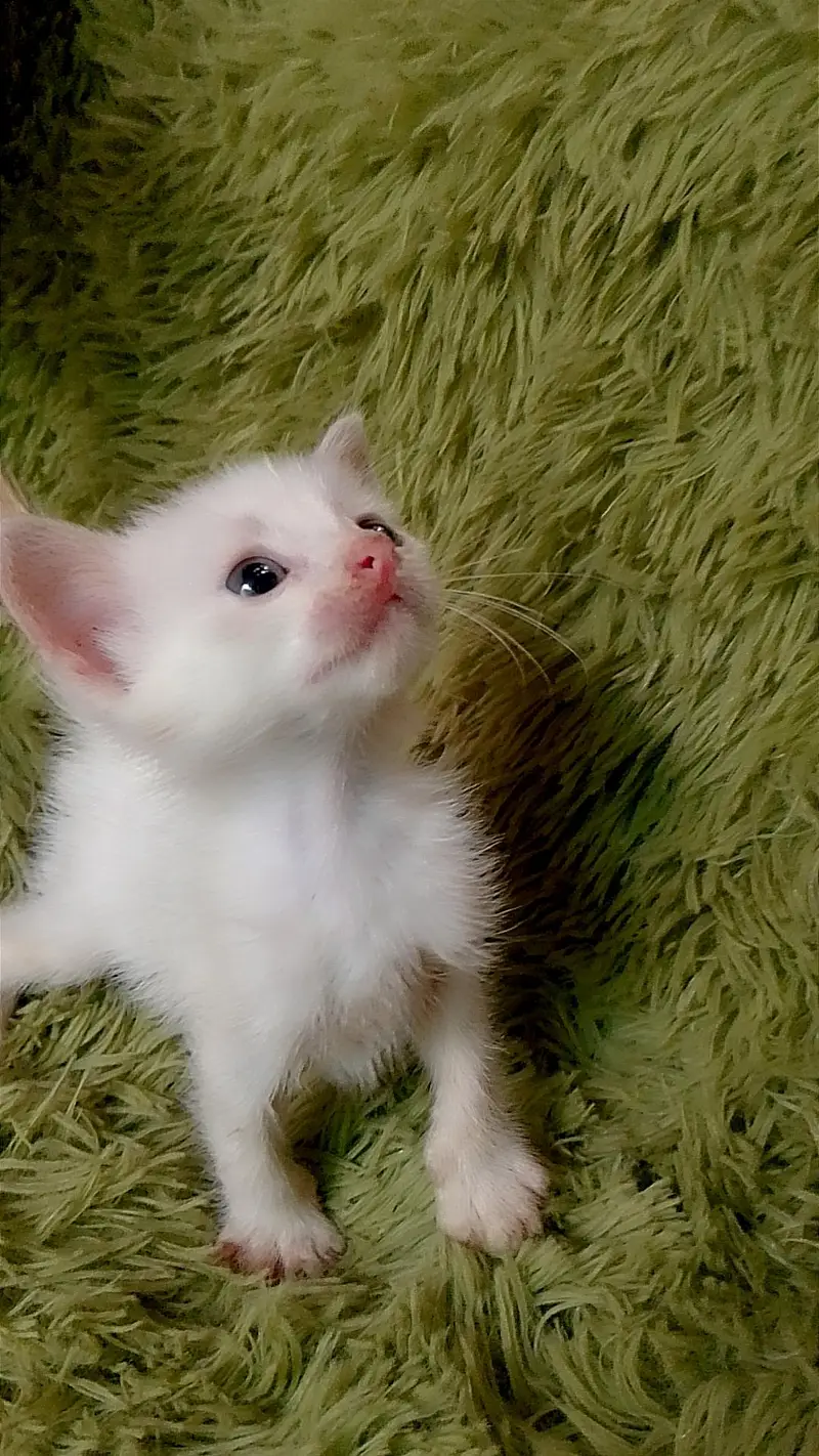 kitten for sale — photo 6