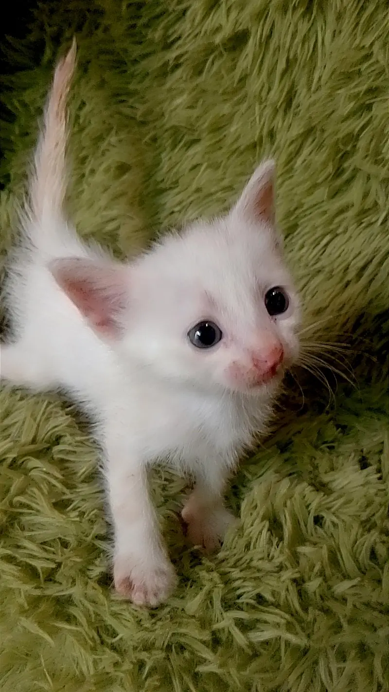 kitten for sale — photo 7