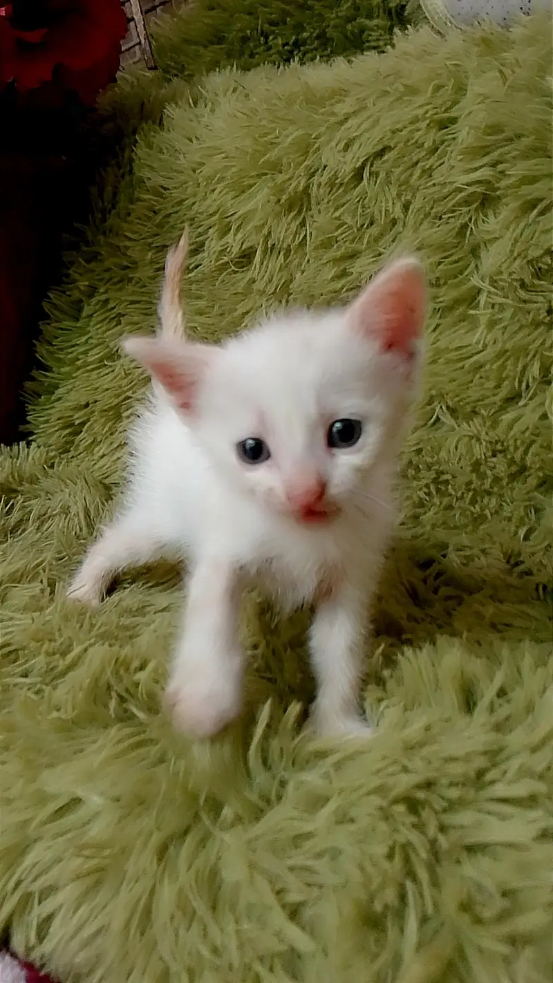 kitten for sale — photo 8