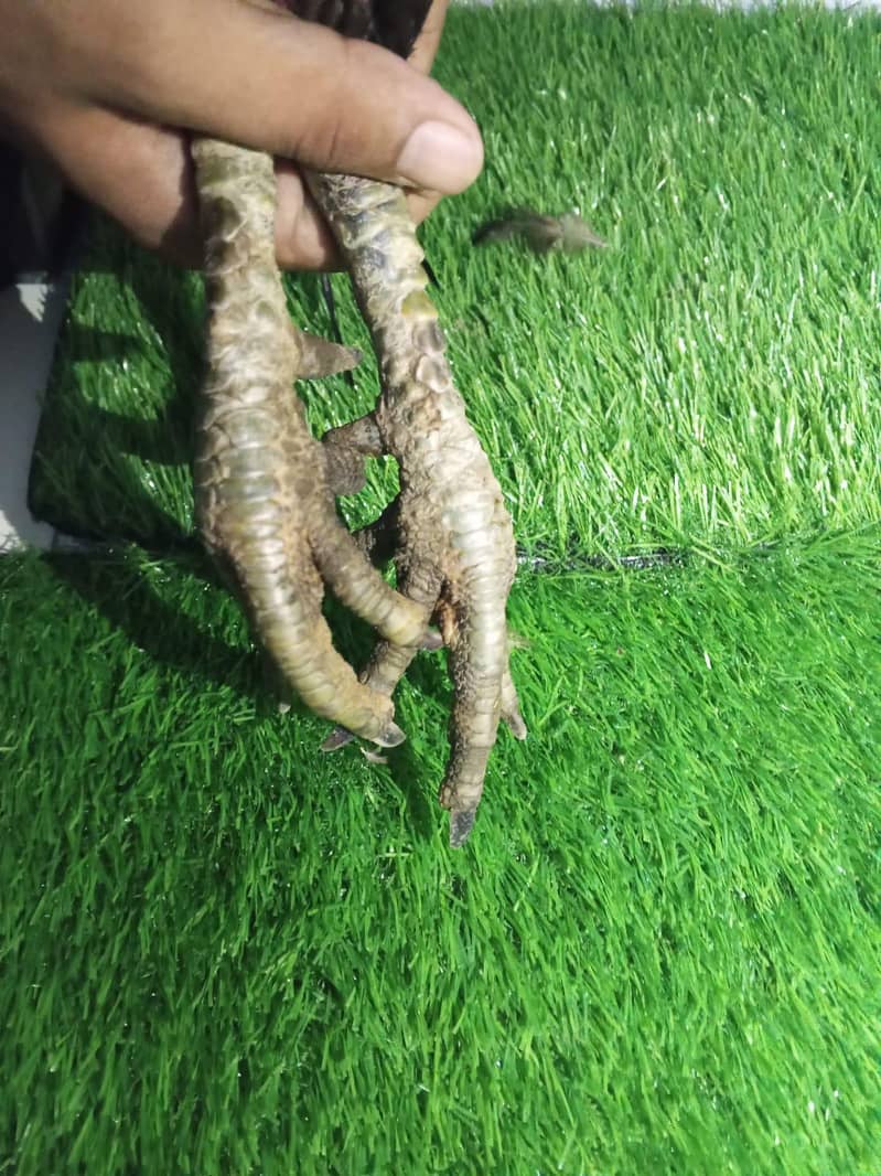 Thai +pakoya patha 6