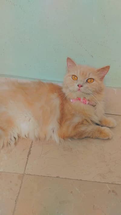 female persion cat for adoption