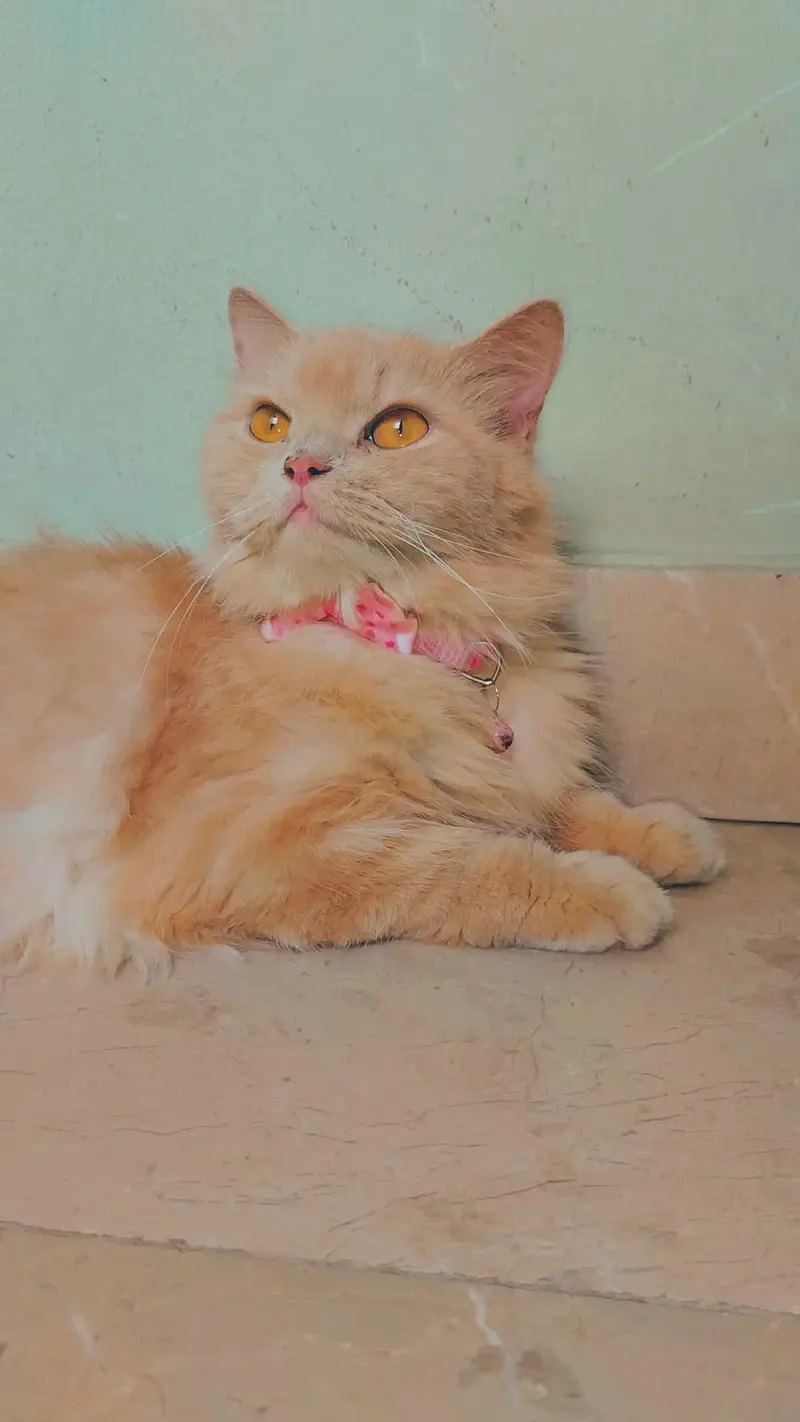 female persion cat for adoption — photo 2