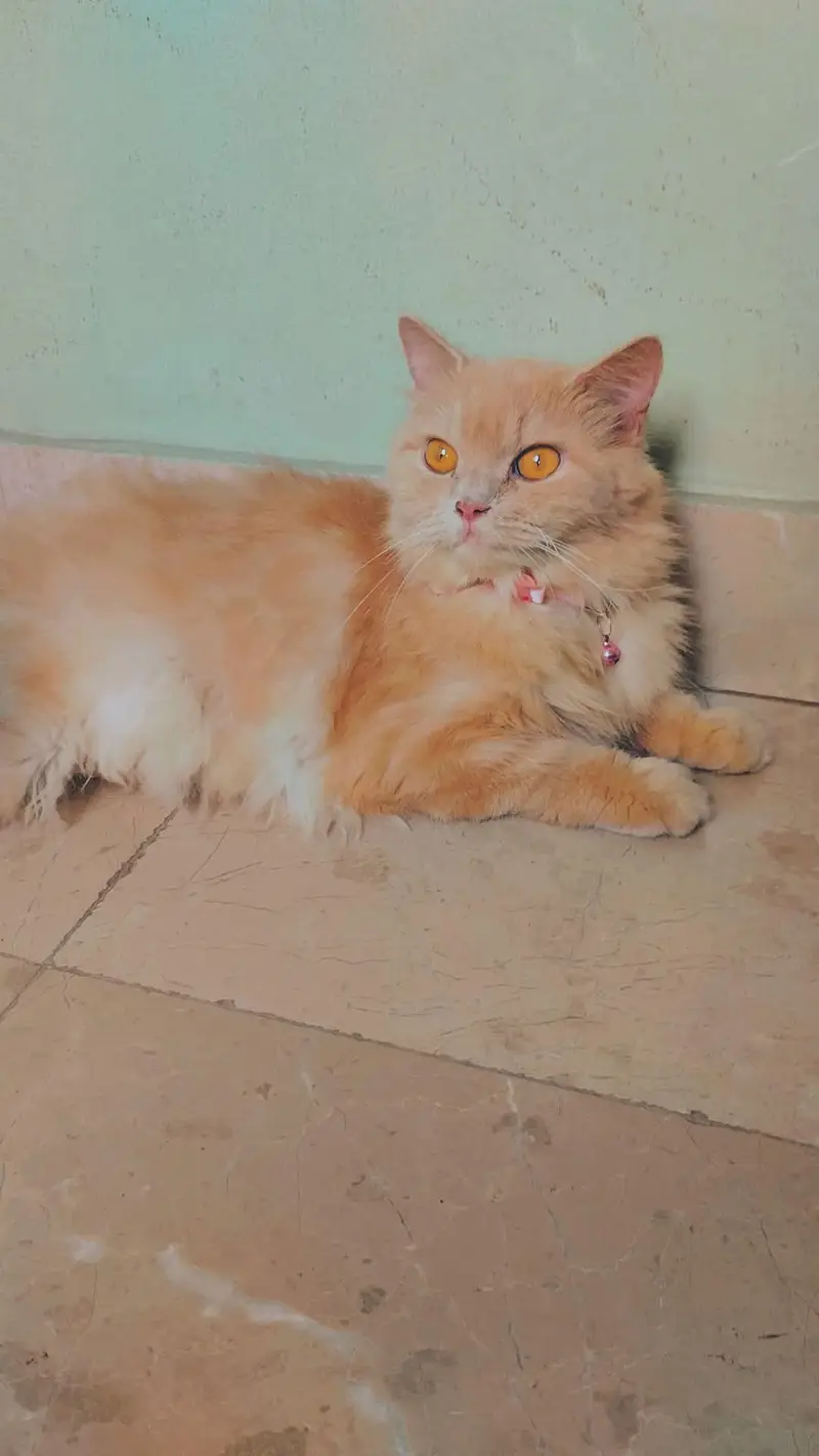female persion cat for adoption — photo 3