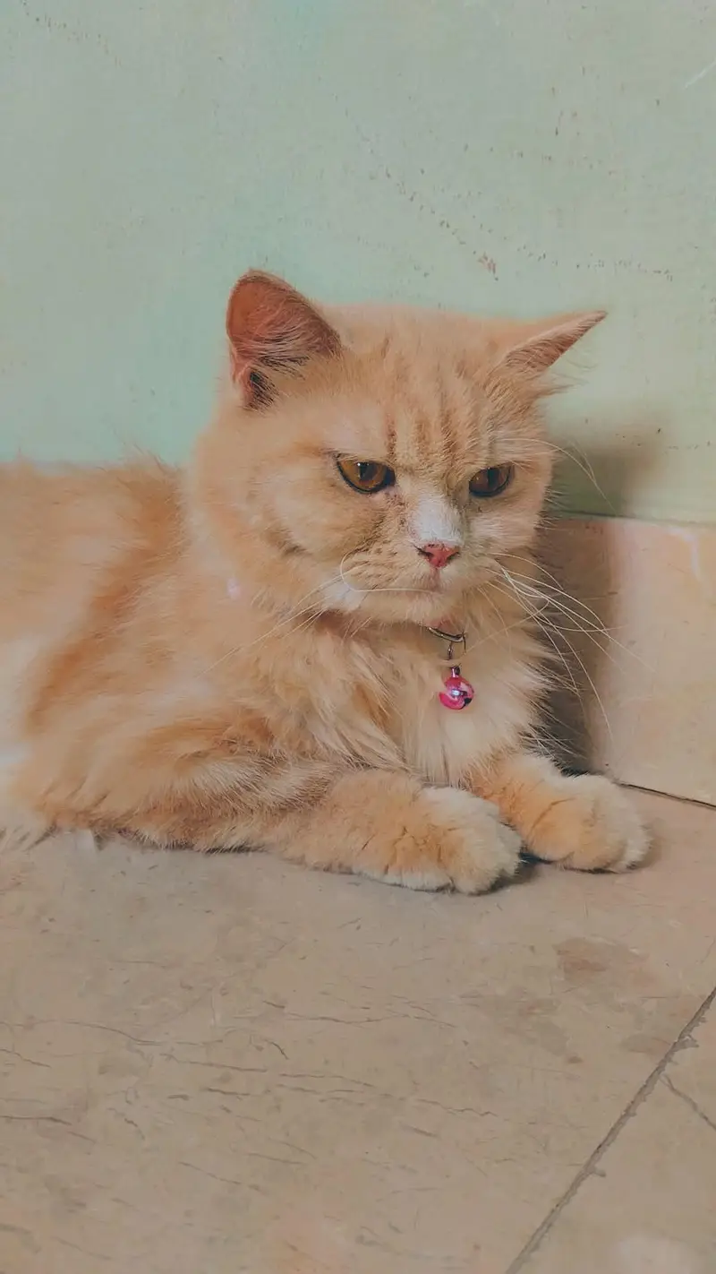 female persion cat for adoption — photo 5