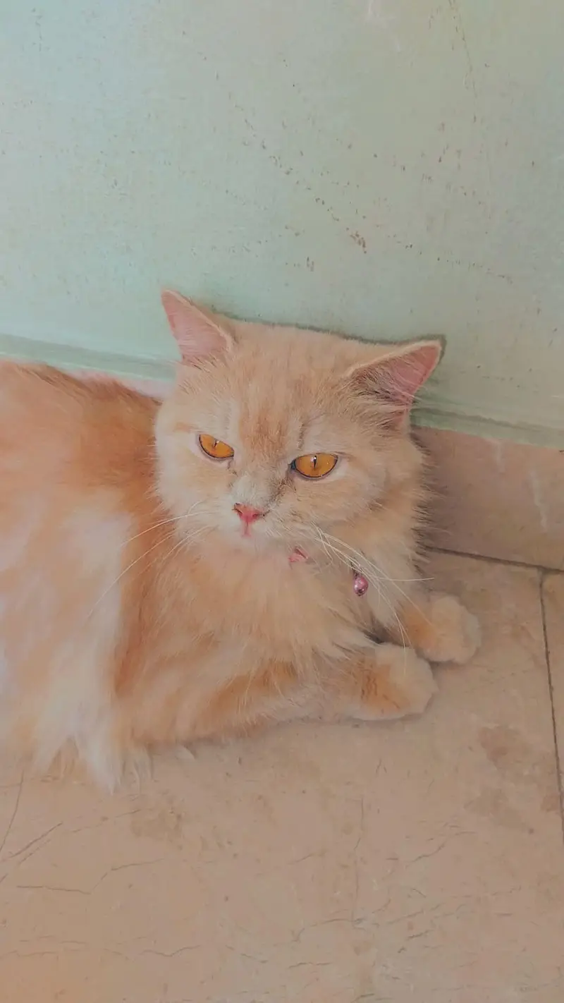female persion cat for adoption — photo 6