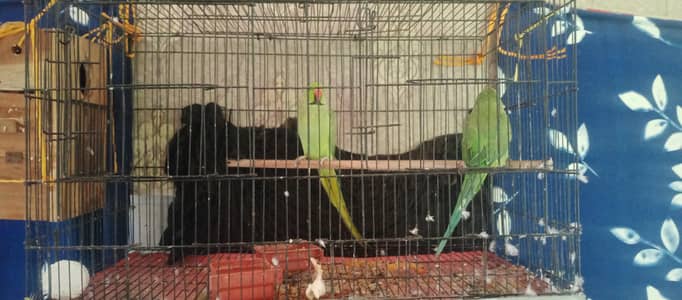 breeder pair ha or grantty abhi phr session Shuru ha