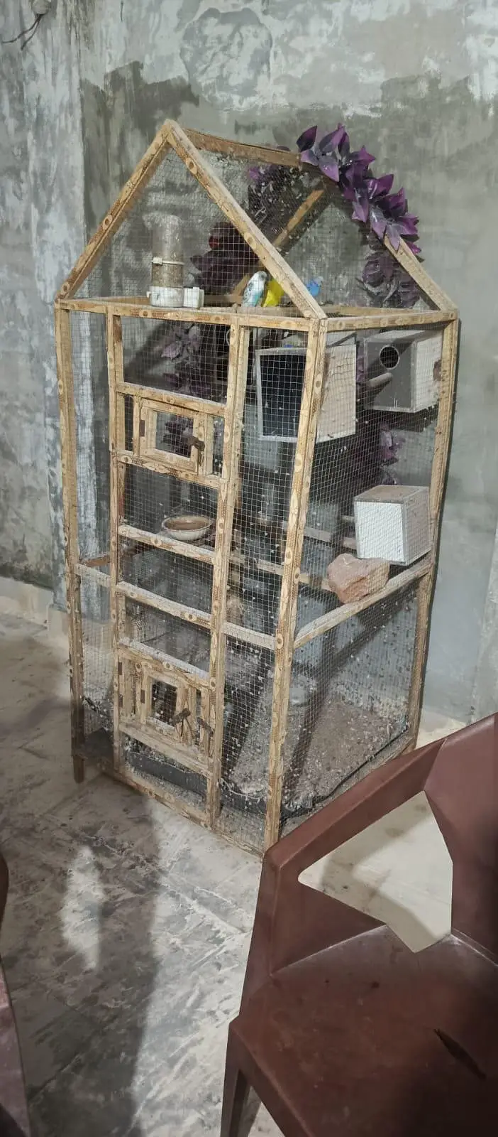 3 budgies with cage — photo 2