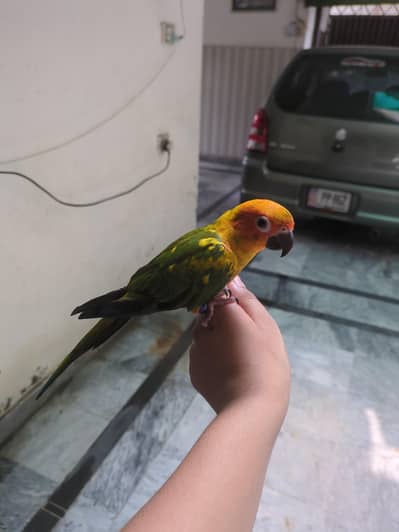 sunconr is hand tamed or 0'/. present bite