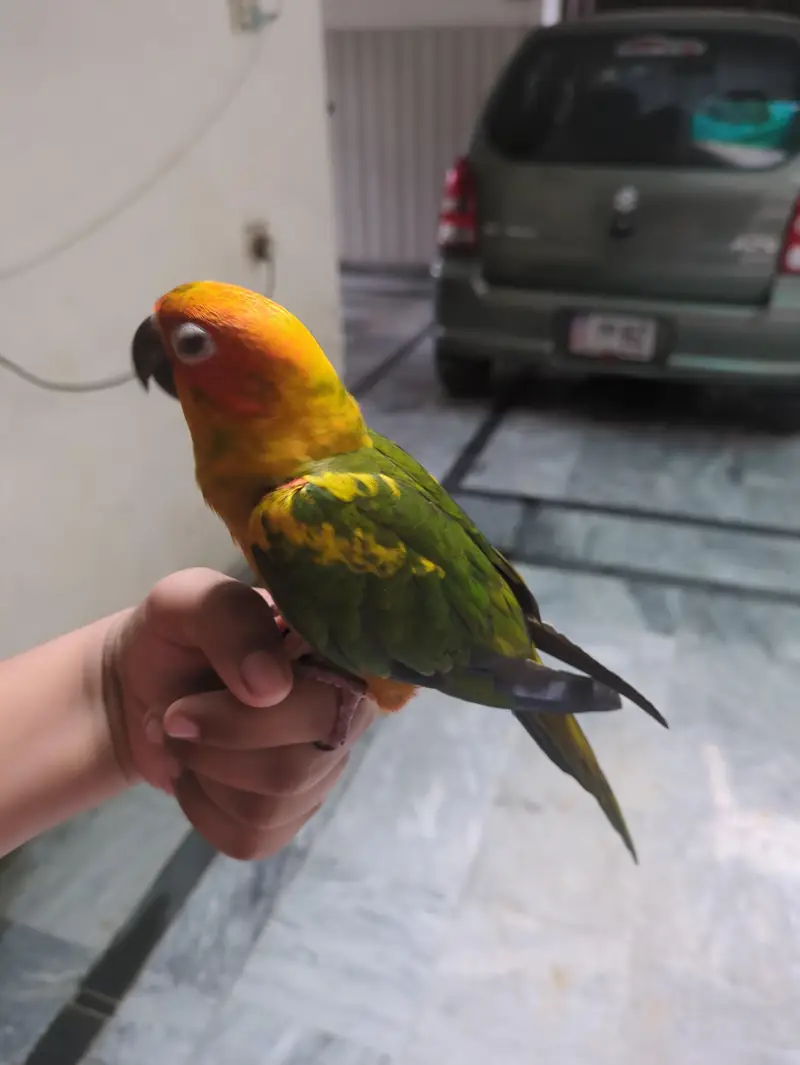 sunconr is hand tamed or 0'/. present bite 03711430092 contact number — photo 2