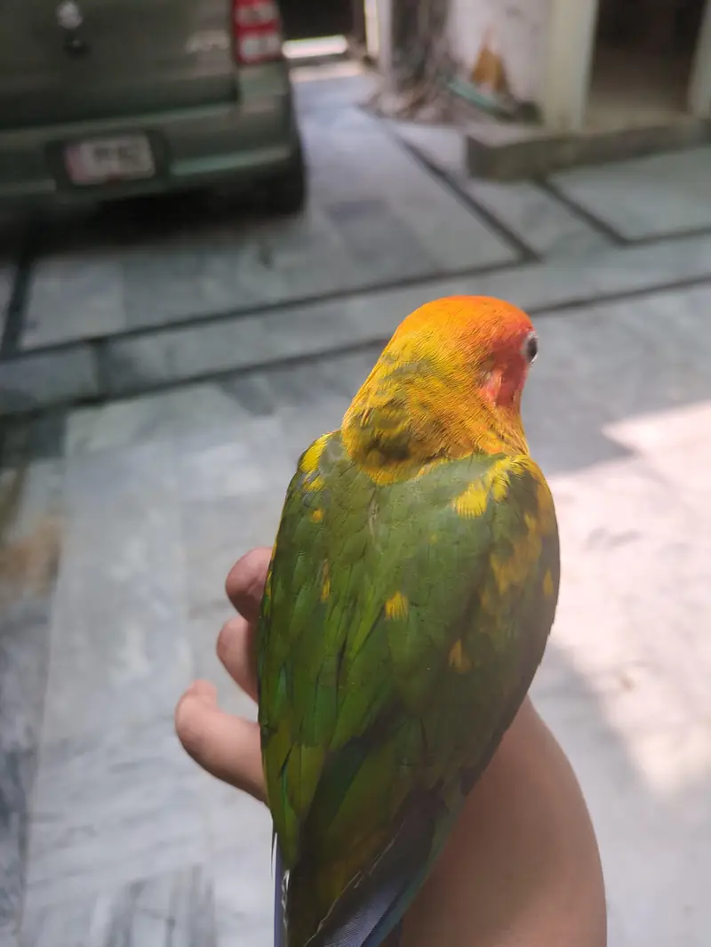 sunconr is hand tamed or 0'/. present bite 03711430092 contact number — photo 3