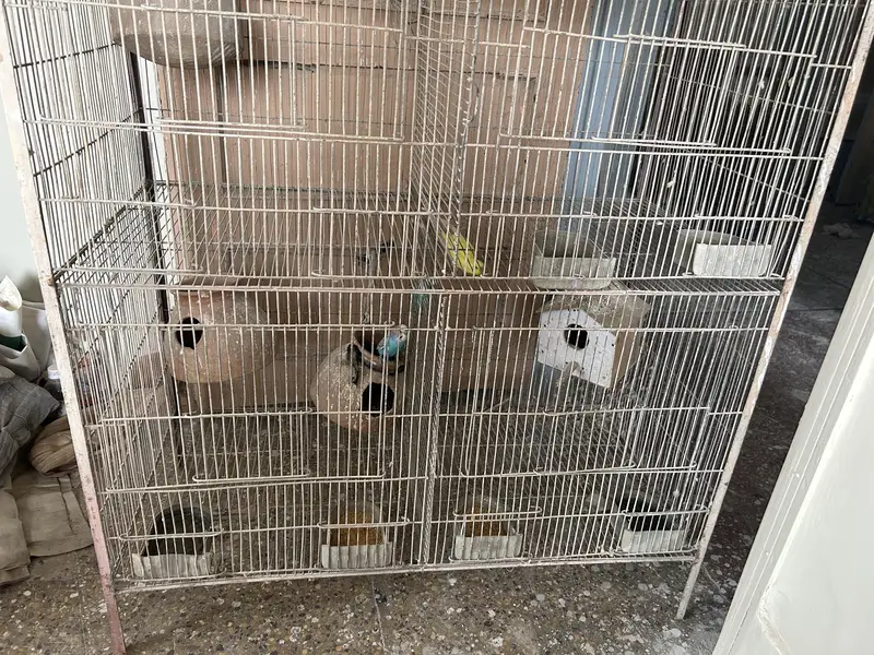 Big cage and with 3 Australian perrot — photo 2