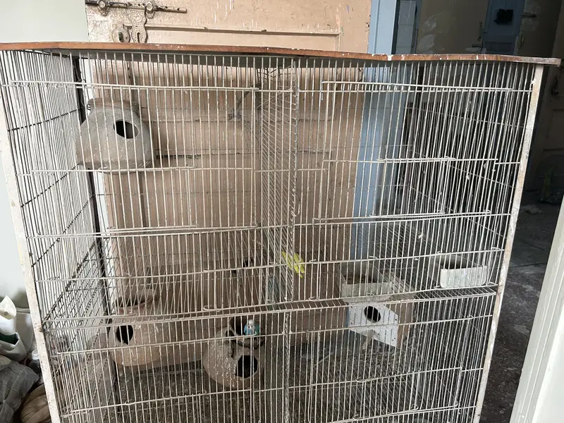 Big cage and with 3 Australian perrot — photo 3