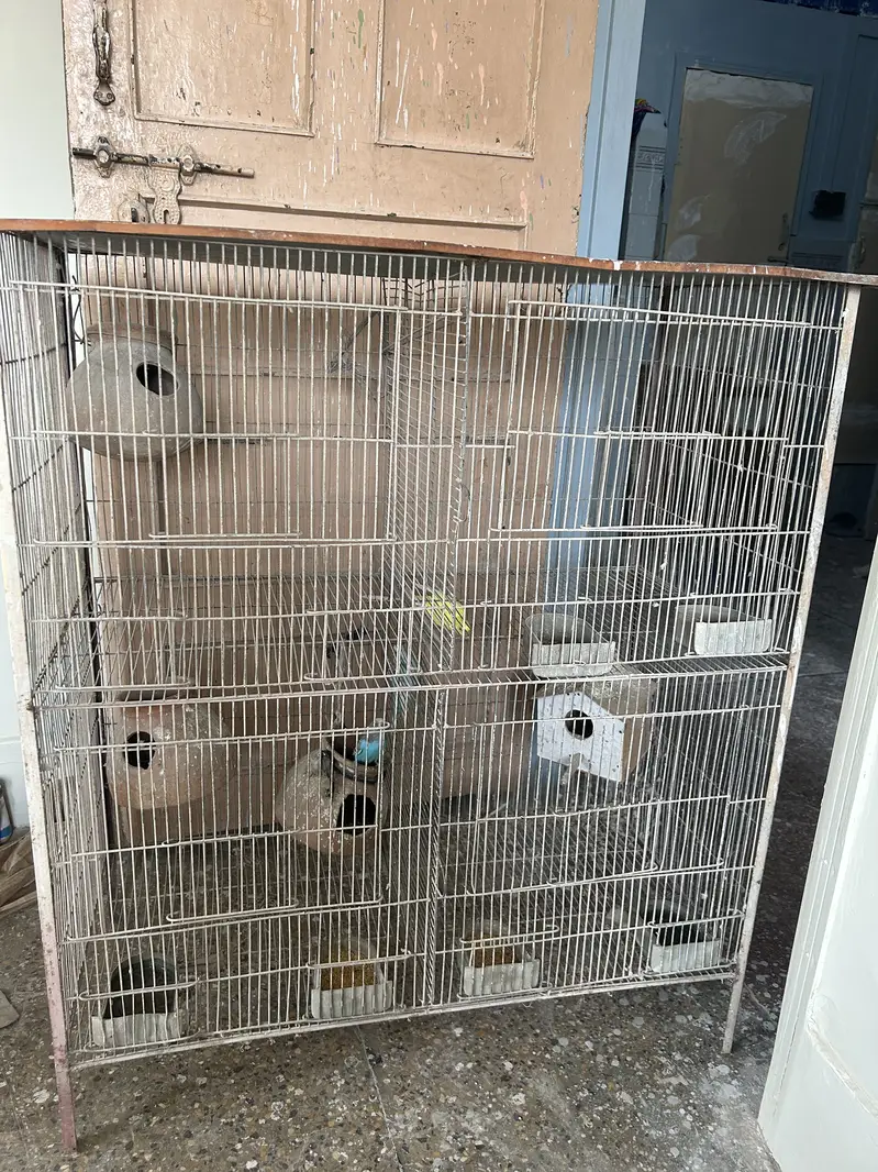 Big cage and with 3 Australian perrot — photo 4