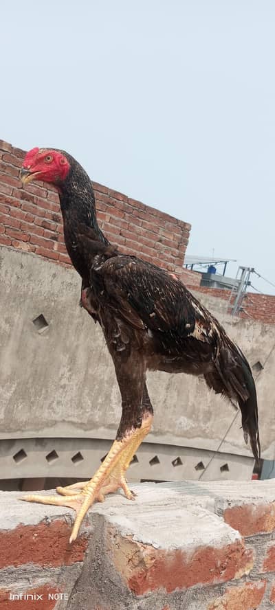 jarman king shamo long height male
