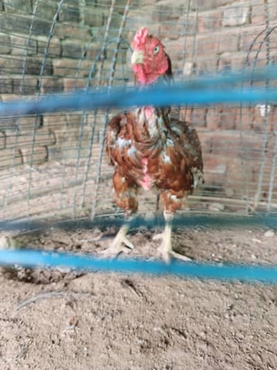 high quality peela breeder