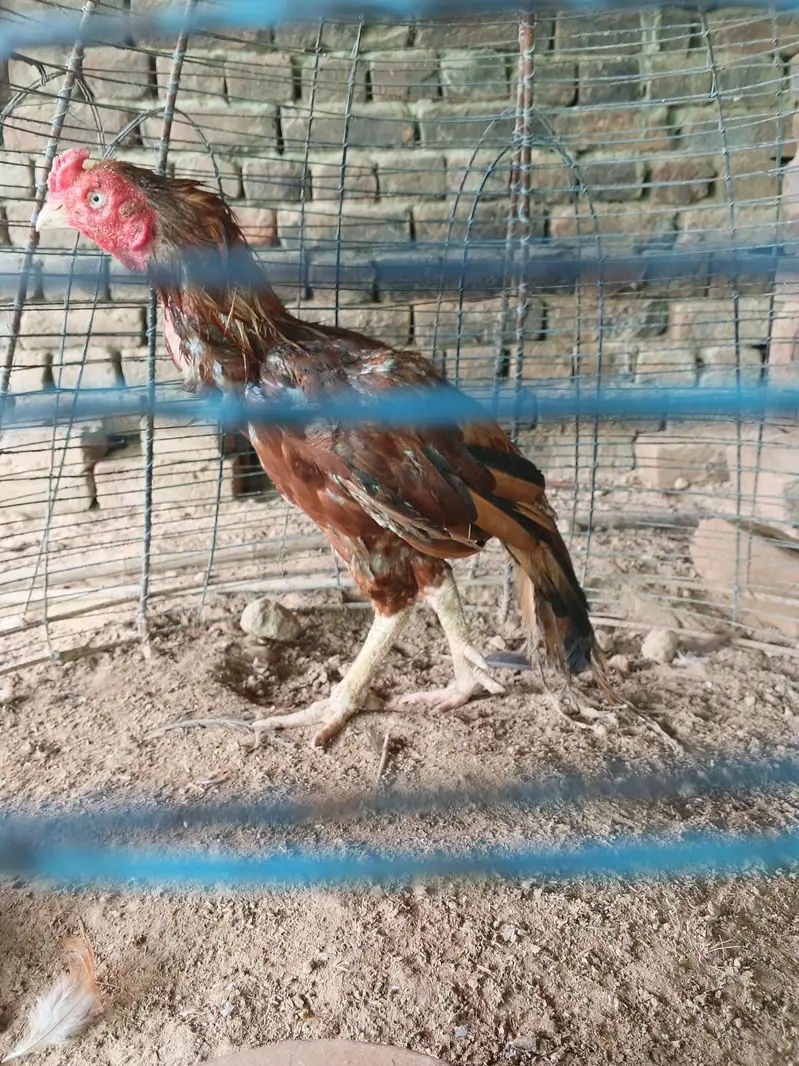 high quality peela breeder — photo 2