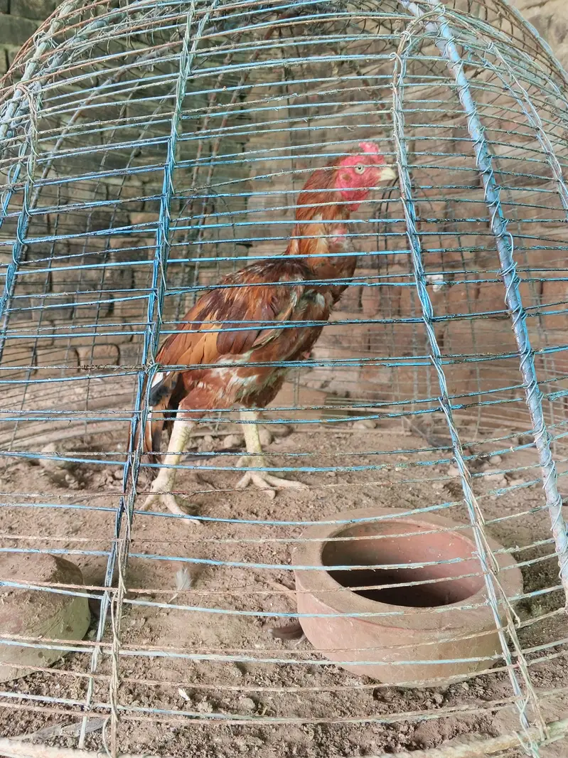 high quality peela breeder — photo 3