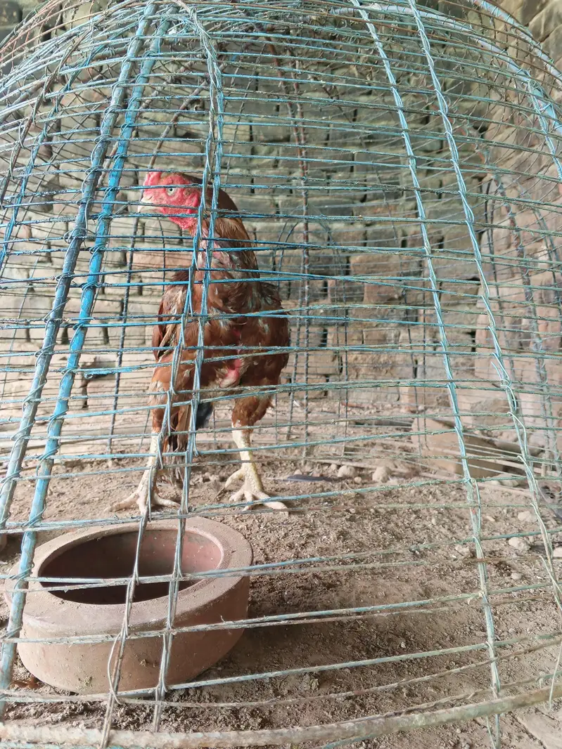 high quality peela breeder — photo 4