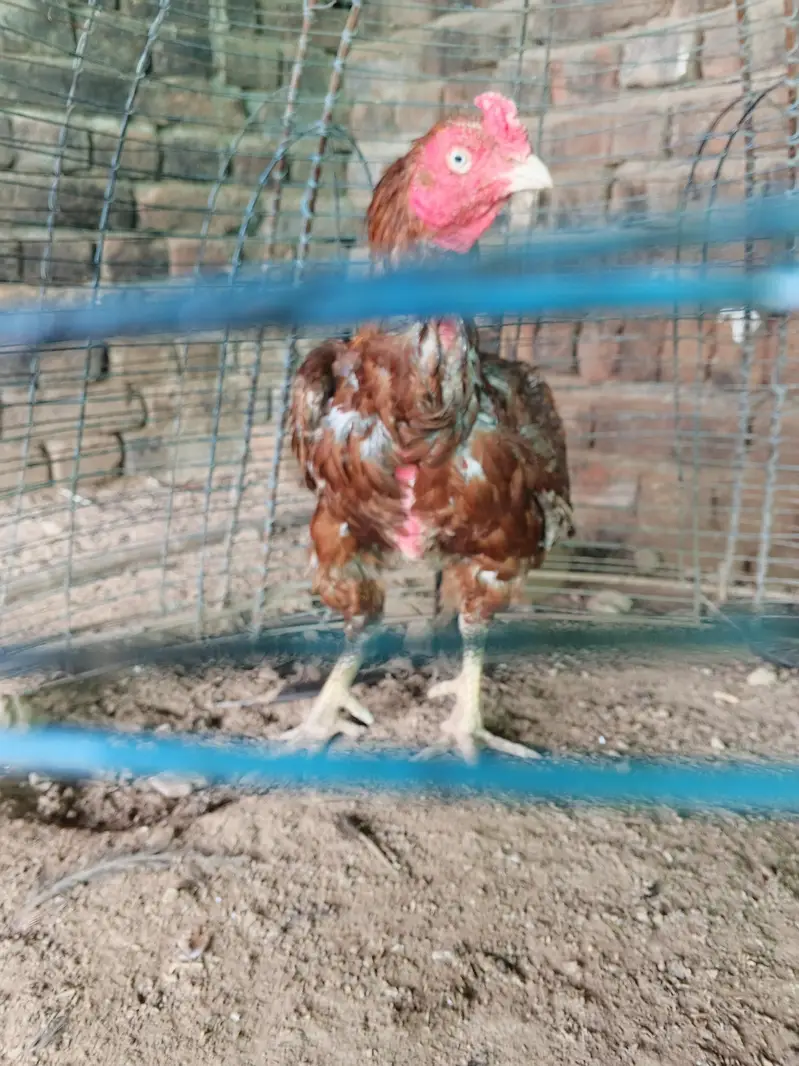 high quality peela breeder — photo 5