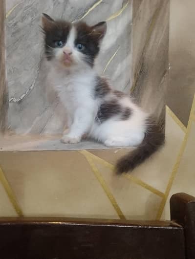 Beautiful Persian kittens Available for sale