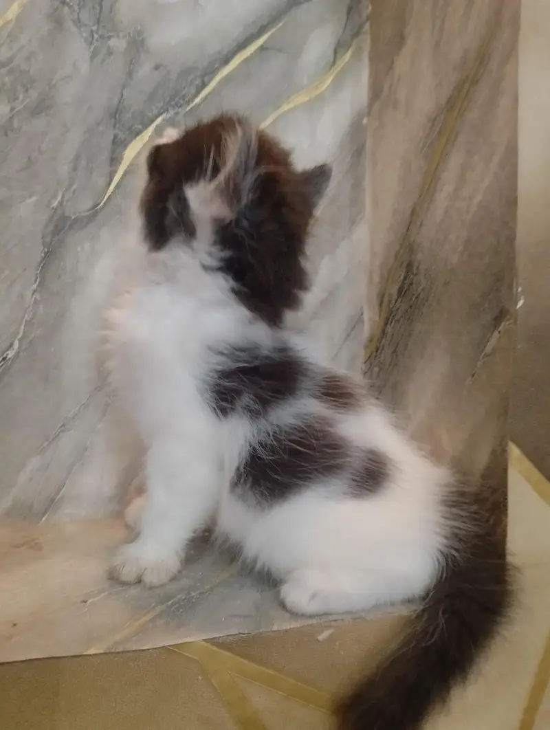 Beautiful Persian kittens Available for sale — photo 2