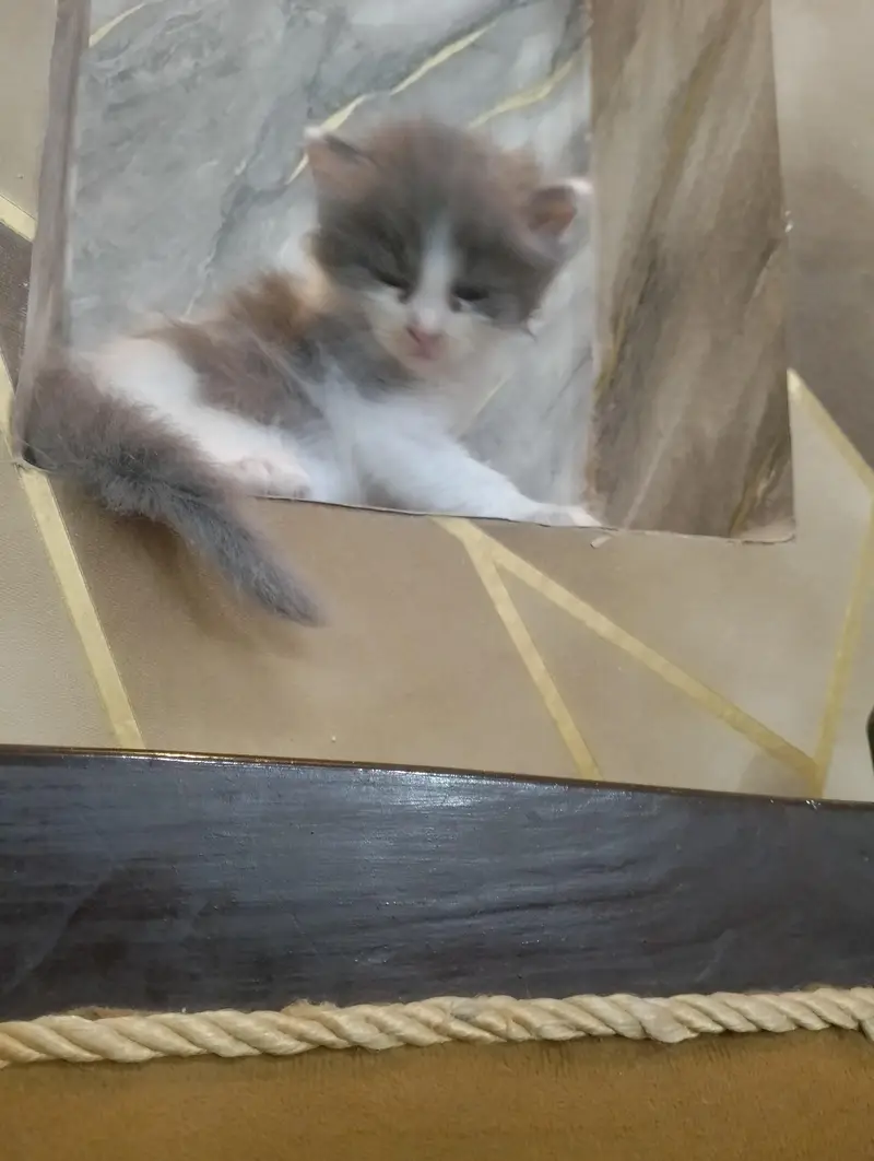 Beautiful Persian kittens Available for sale — photo 5