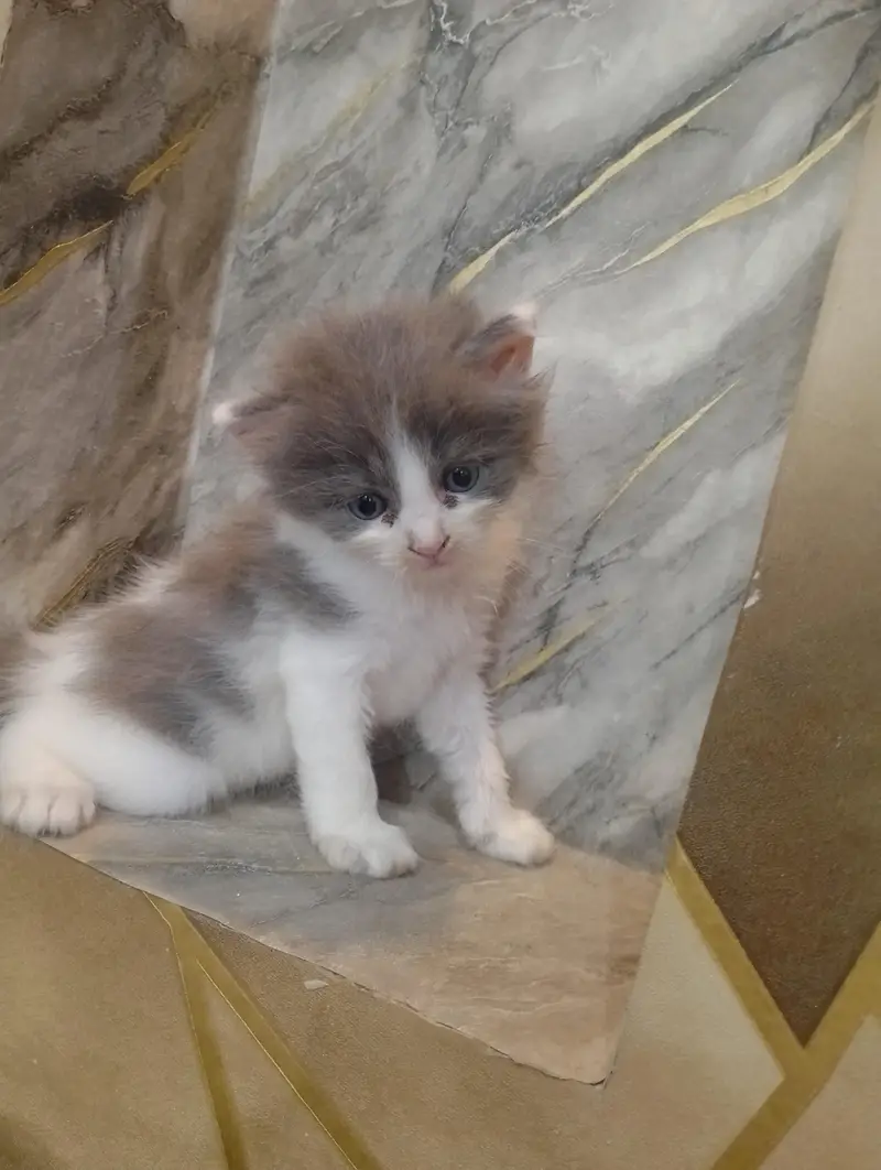 Beautiful Persian kittens Available for sale — photo 6