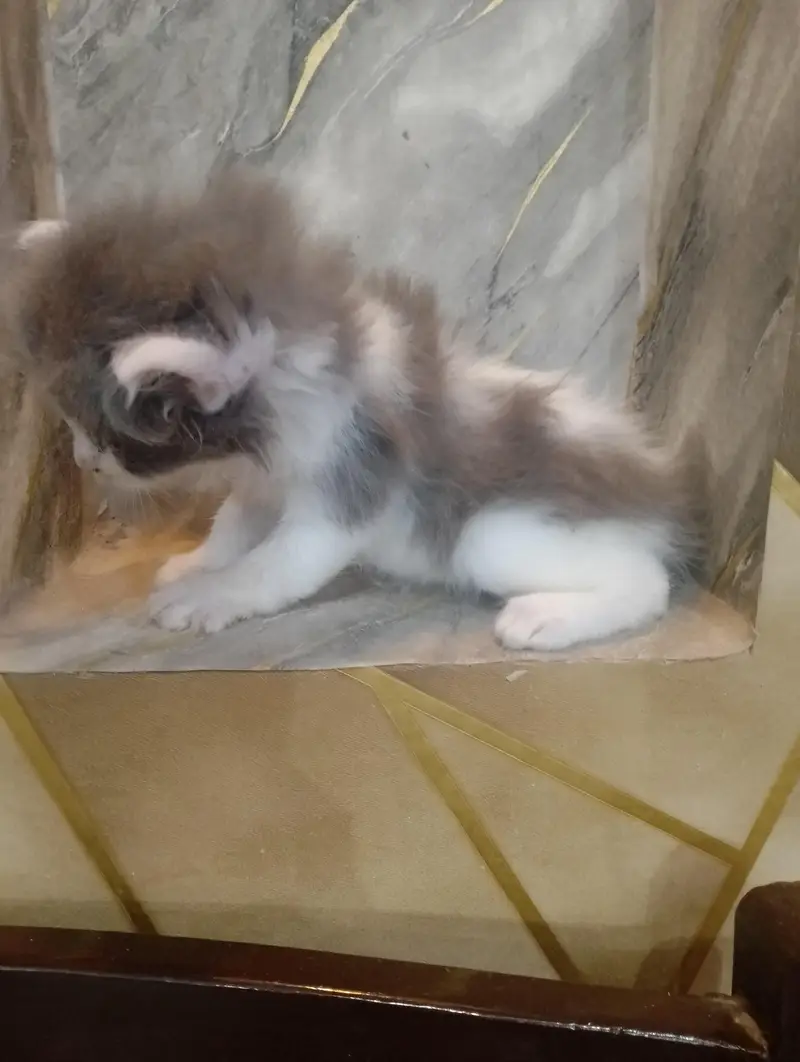 Beautiful Persian kittens Available for sale — photo 7