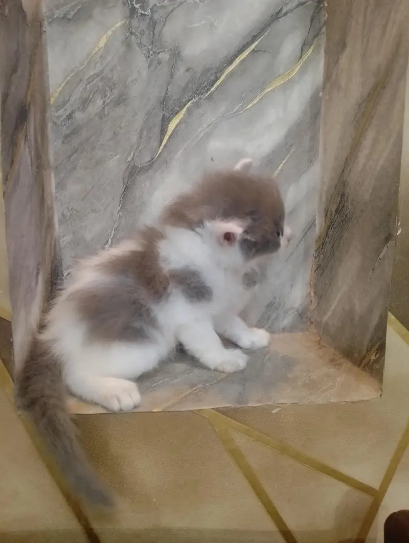 Beautiful Persian kittens Available for sale — photo 9