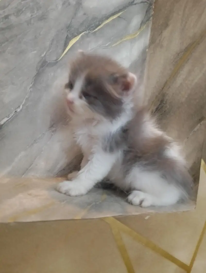 Beautiful Persian kittens Available for sale — photo 12