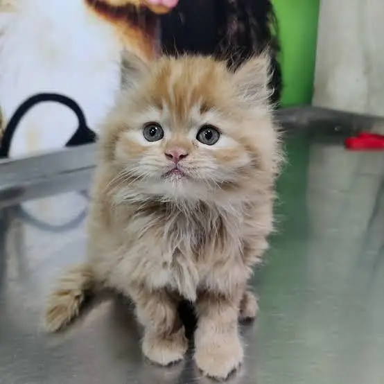 Persian kittens whatp. . 0320/// 7512402\\\ — photo 2